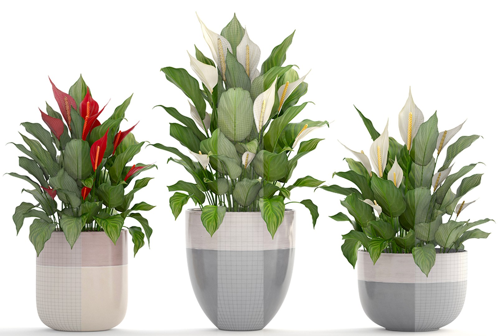 3D plants spathiphyllum https://p.turbosquid.com/ts-thumb/8J/xH4F7Z/i77aXgDc/spathiphyllum160407/jpg/1523880309/1920x1080/fit_q87/696a8e8dcbd21d26efcb785ace88ff5b20f11a35/spathiphyllum160407.jpg