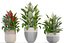 Collection plants Spathiphyllum
