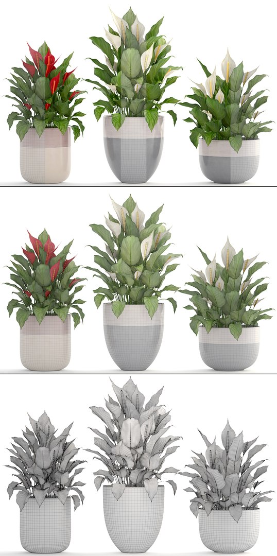 3D plants spathiphyllum https://p.turbosquid.com/ts-thumb/8J/xH4F7Z/oiJKgWMM/spathiphyllum160406/jpg/1523880309/1920x1080/fit_q87/1e91503c6ce8bf8092a402ac235cf7d4c641933e/spathiphyllum160406.jpg