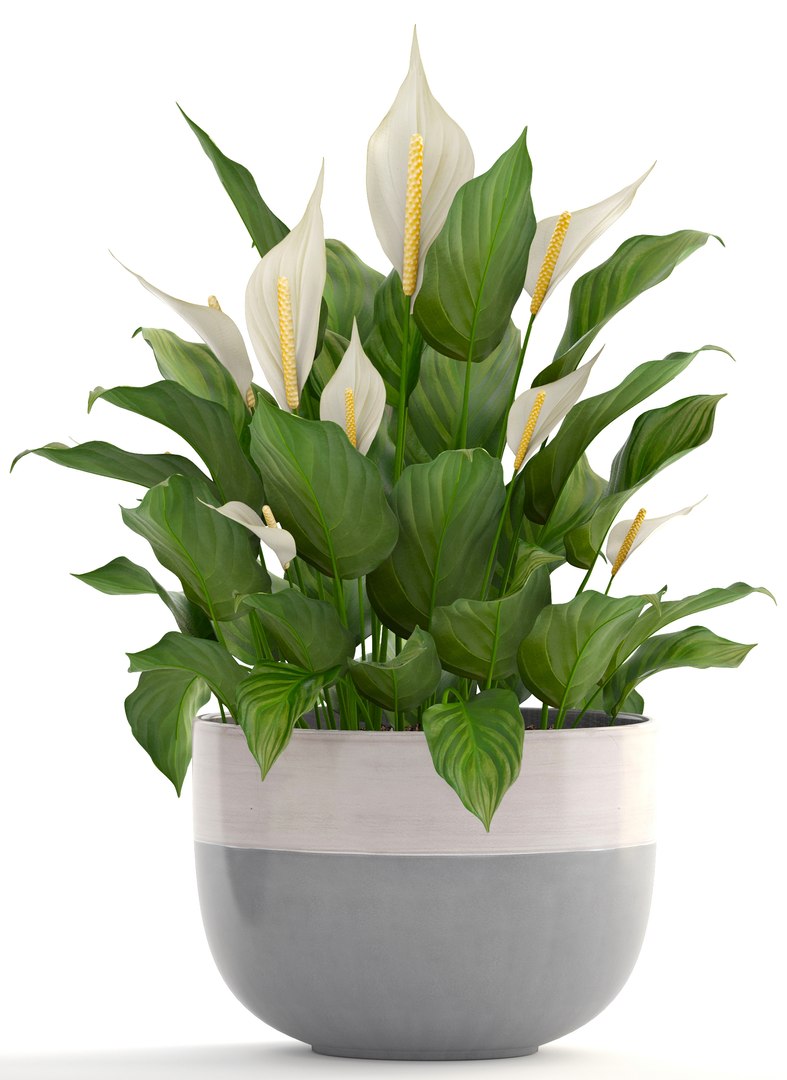 3D plants spathiphyllum https://p.turbosquid.com/ts-thumb/8J/xH4F7Z/xbSfaIi5/spathiphyllum160405/jpg/1523880309/1920x1080/fit_q87/c14724e5faa214b99c569c3ce82eda7478f79961/spathiphyllum160405.jpg