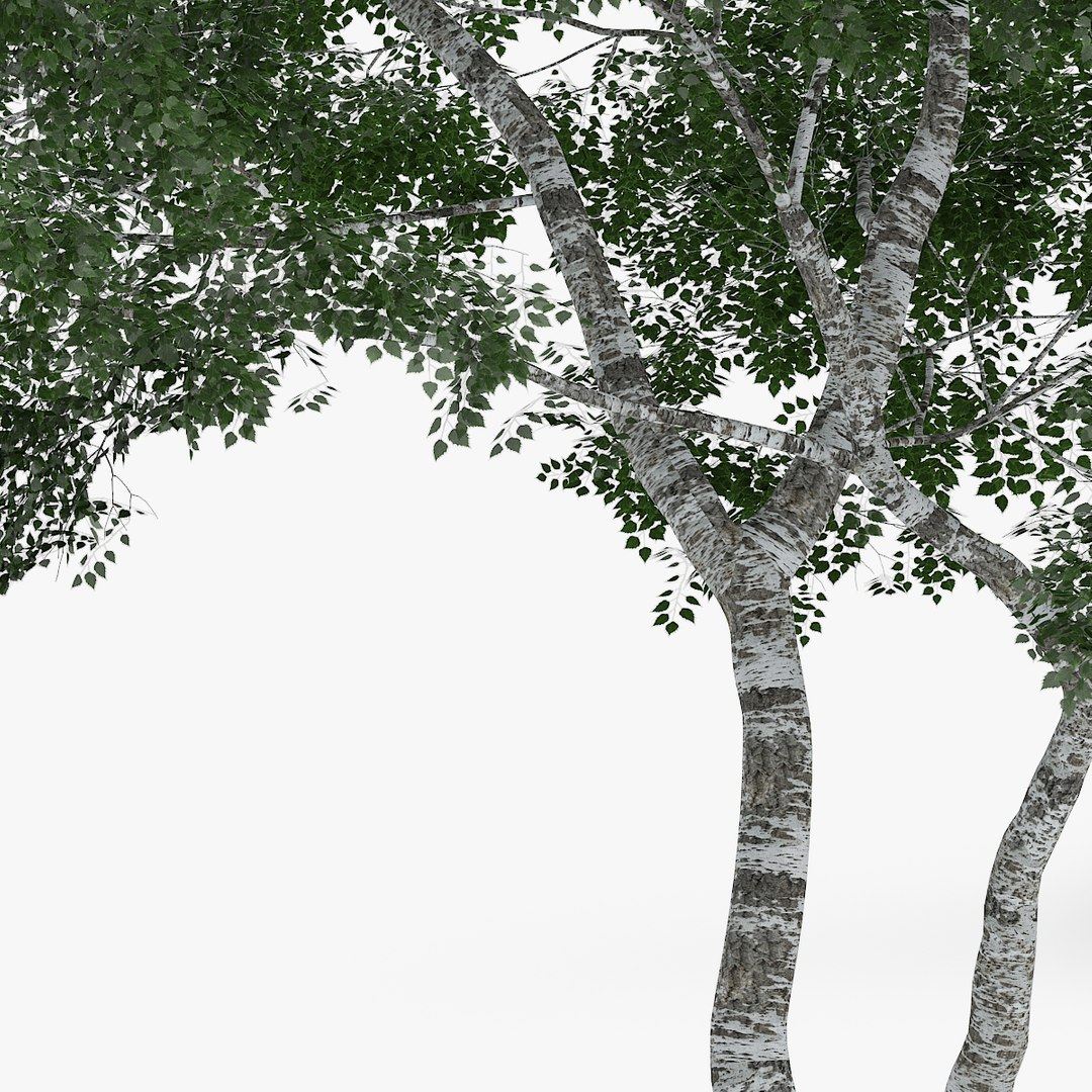 downy birch 7 7m max https://p.turbosquid.com/ts-thumb/8K/11lDNo/BBtK3UGS/1405/jpg/1442551871/1920x1080/fit_q87/de029daecbe23f4a44e7bd1a53dd95b336f8cc0d/1405.jpg