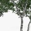 Downy Birch Tree 7.7m