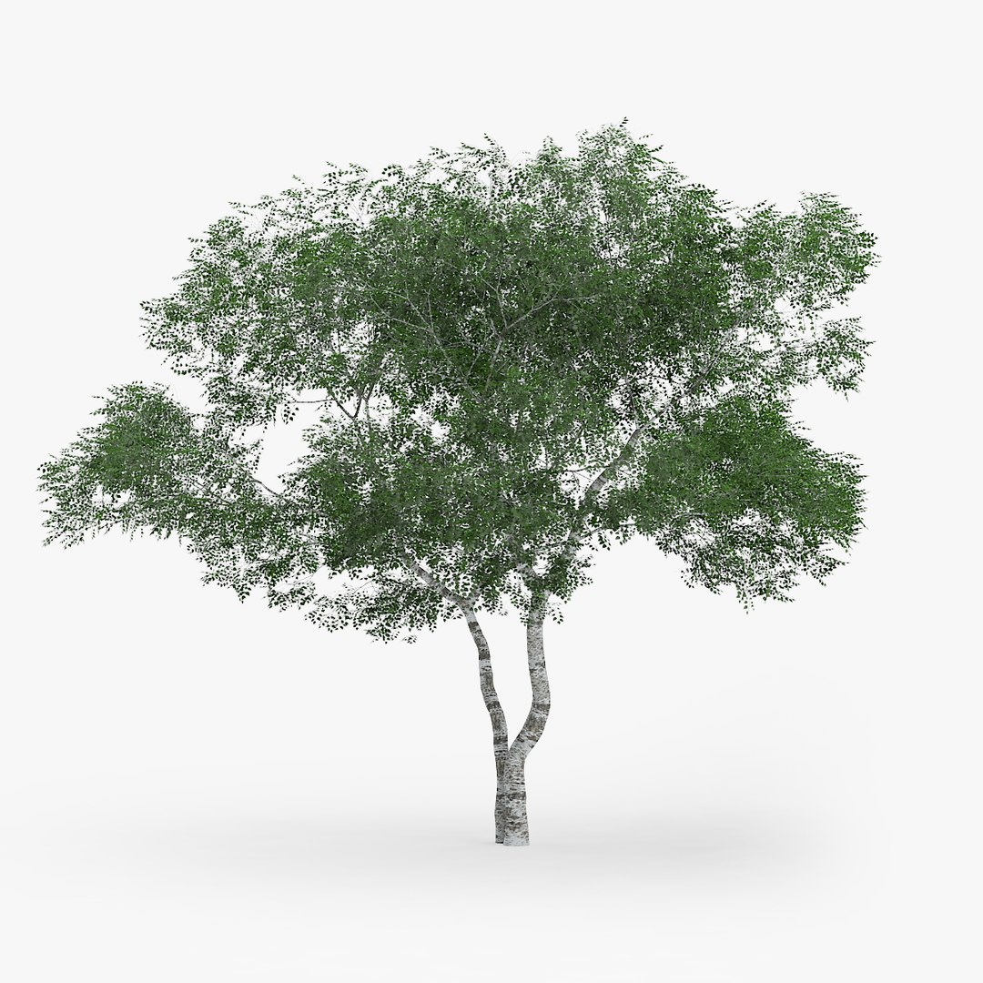 downy birch 7 7m max https://p.turbosquid.com/ts-thumb/8K/11lDNo/DtUl9CZG/1403/jpg/1442551871/1920x1080/fit_q87/f016b3be56e269ff014d388ad5b59ce3fb75faca/1403.jpg