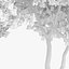 Downy Birch Tree 7.7m