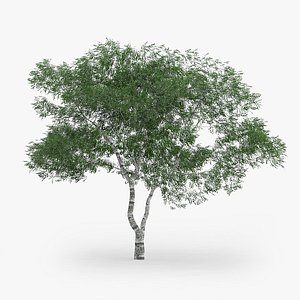 downy birch 7 7m max