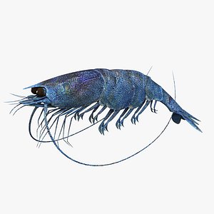 Shrimp Blue