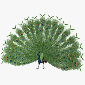 pavo cristatus indian peacock obj
