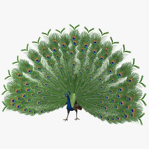 Pavo Cristatus "Indian Peacock"