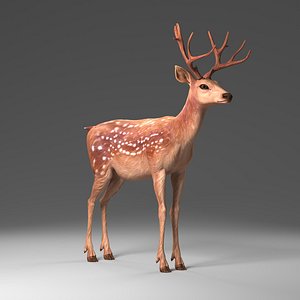 male Deer