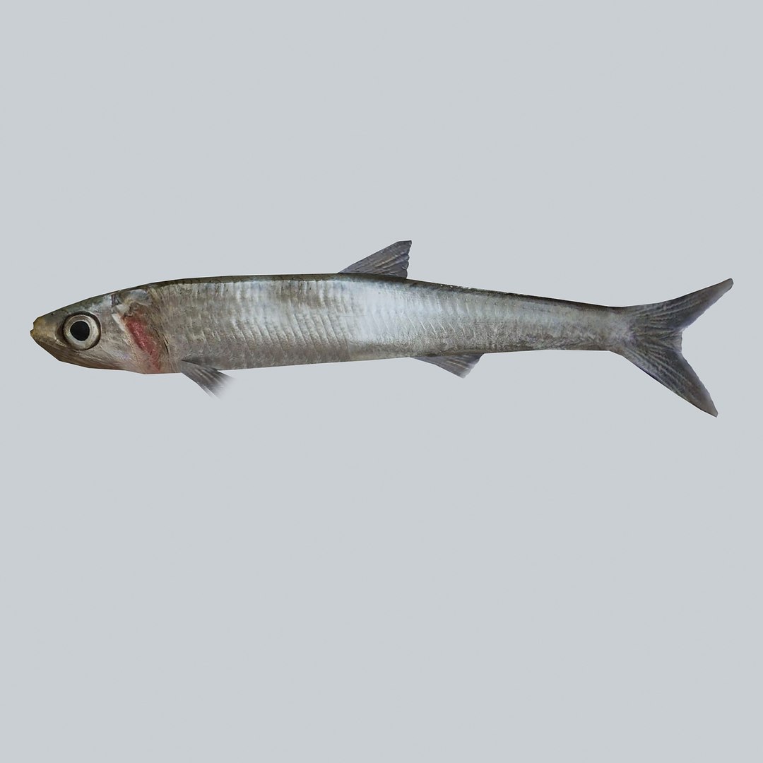 3ds Max Anchovy