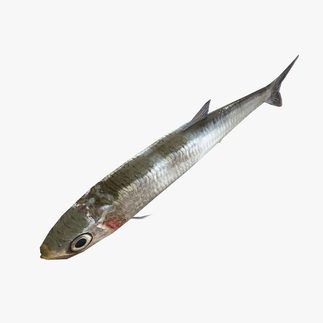 3ds Max Anchovy