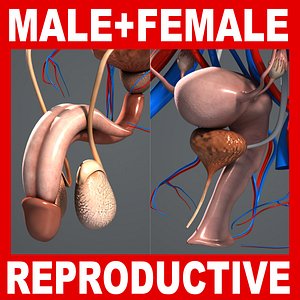 male female reproductive urinary 3d 3ds