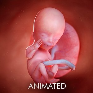 fetus week 13 3D model