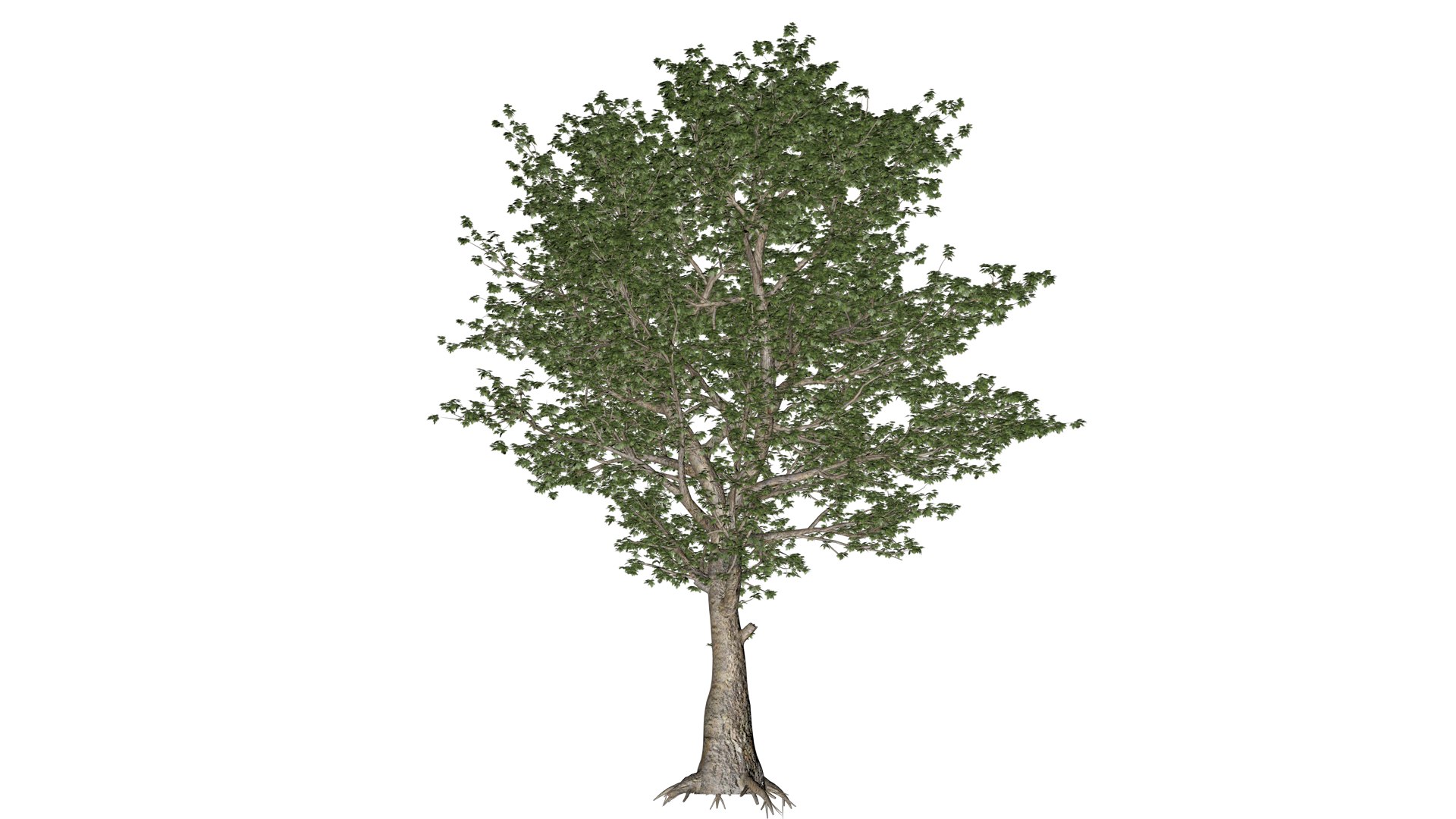 American Sycamore Tree - 03 - 3D Model - TurboSquid 2374311