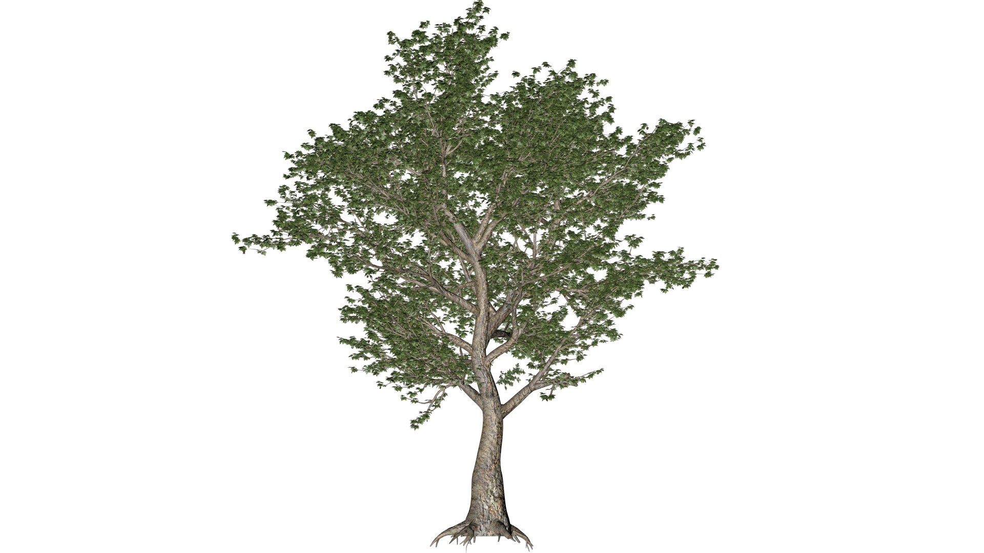 American Sycamore Tree - 03 - 3D Model - TurboSquid 2374311