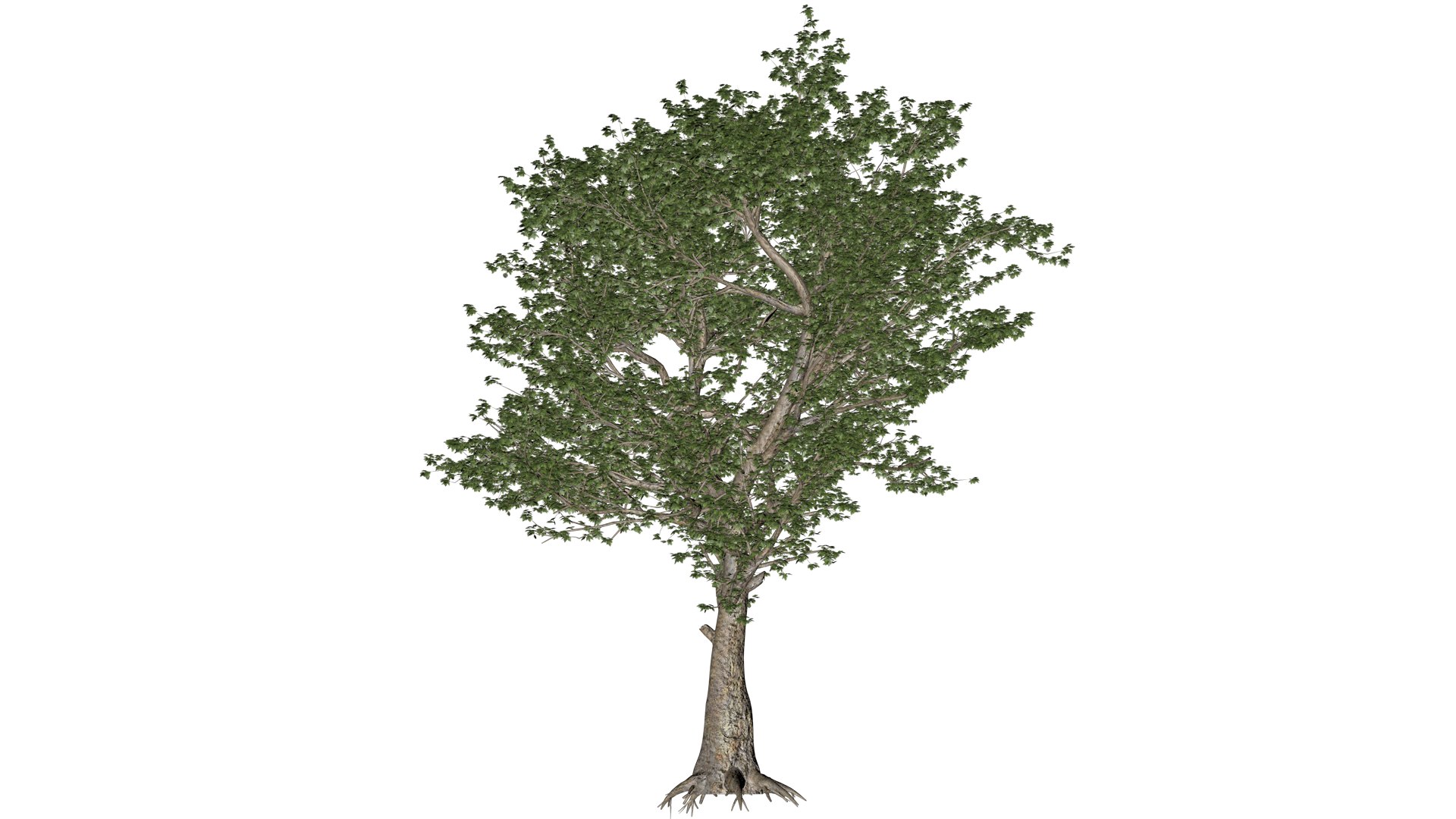 American Sycamore Tree - 03 - 3D Model - TurboSquid 2374311
