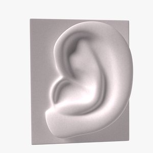 gypsum ear 3D
