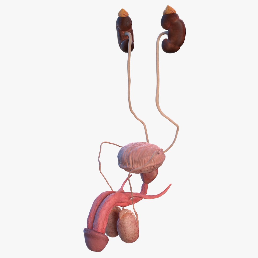 Male Reproductive and Urinary System 3D model preview