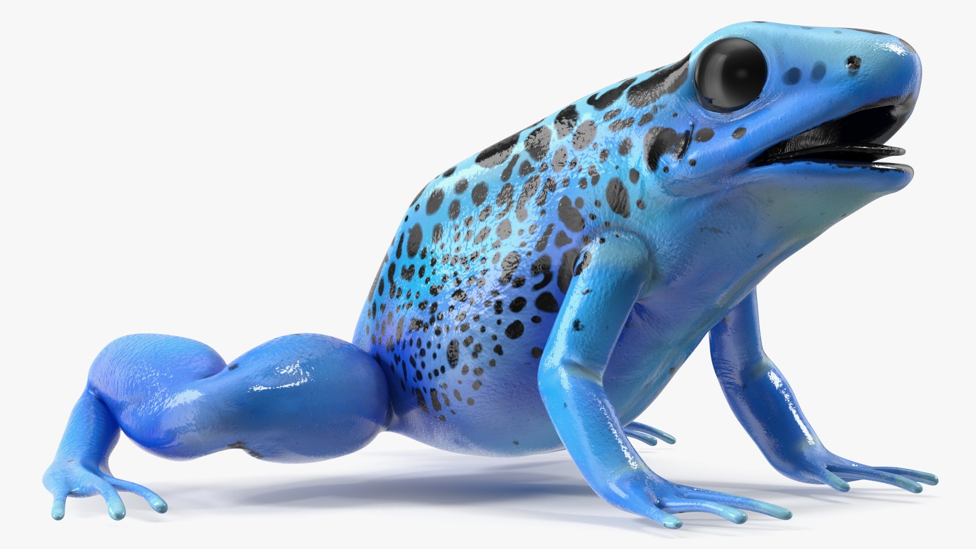 3D Blue Poison Dart Frog model https://p.turbosquid.com/ts-thumb/8L/9bCurq/JC/bluepoisondartfrogc4dmodel008/jpg/1707552691/1920x1080/fit_q87/a7f027af70f106e9e9e504b8ebb4cb661c1642d1/bluepoisondartfrogc4dmodel008.jpg