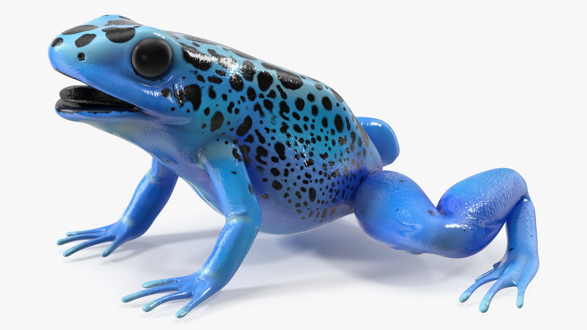3D Blue Poison Dart Frog model https://p.turbosquid.com/ts-thumb/8L/9bCurq/Je/bluepoisondartfrogc4dmodel010/jpg/1707552700/1920x1080/fit_q87/6debd6ff9f6bc6e192ad7529e7a4aae3f5df0dda/bluepoisondartfrogc4dmodel010.jpg