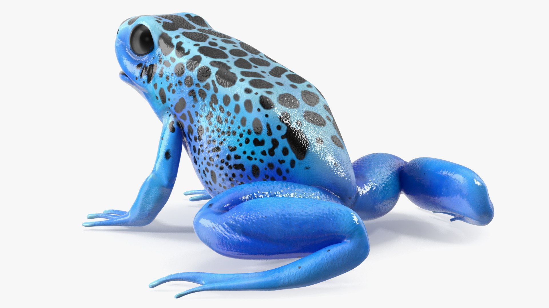 3D Blue Poison Dart Frog model https://p.turbosquid.com/ts-thumb/8L/9bCurq/p2/bluepoisondartfrogc4dmodel011/jpg/1707552704/1920x1080/fit_q87/79bfa057f8b9740d3f713413713f6c4d0b3ca2ab/bluepoisondartfrogc4dmodel011.jpg
