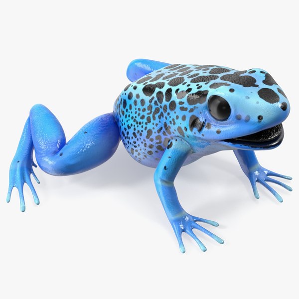 3D Blue Poison Dart Frog model