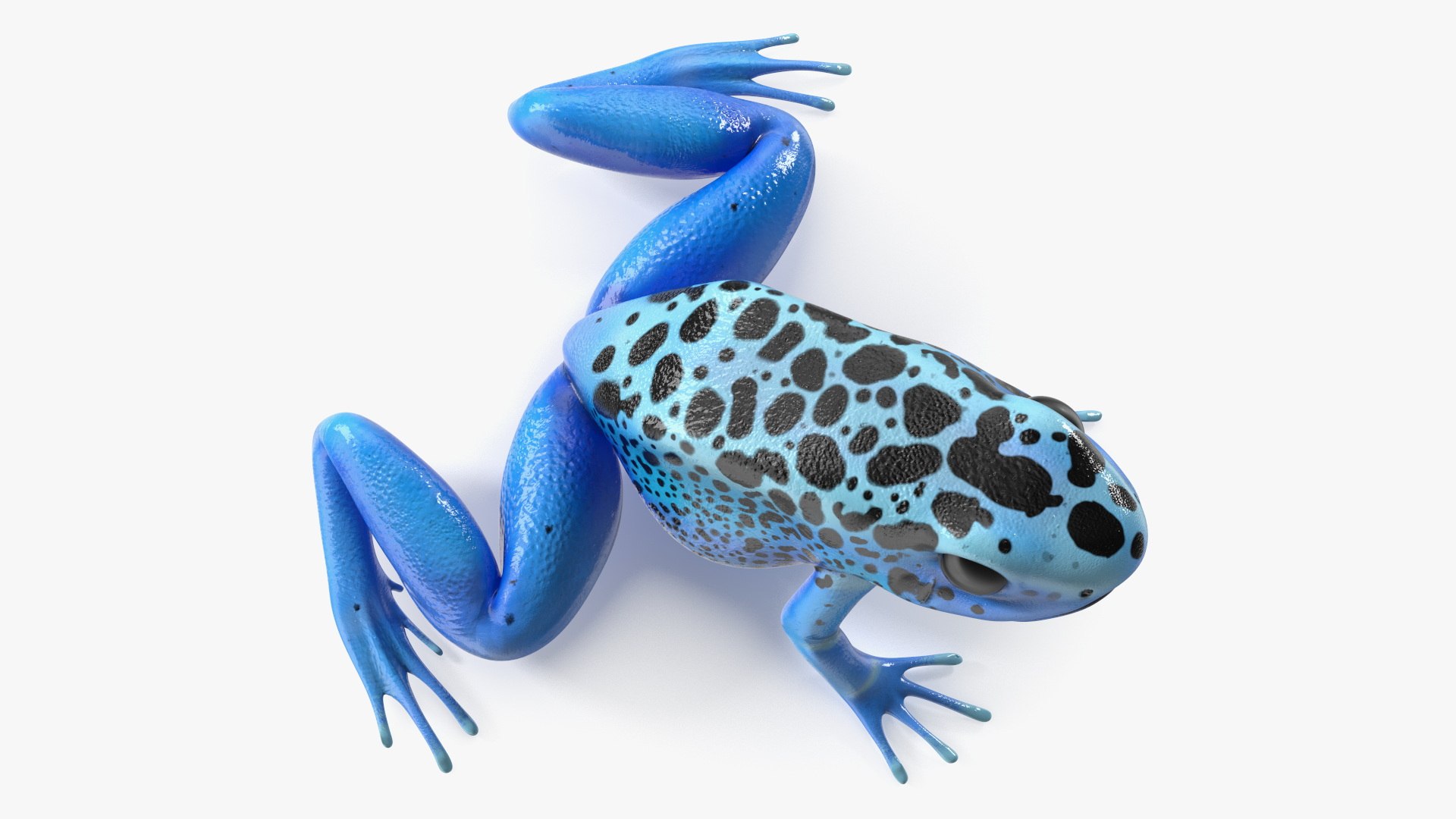 3D Blue Poison Dart Frog model https://p.turbosquid.com/ts-thumb/8L/9bCurq/ww/bluepoisondartfrogc4dmodel014/jpg/1707552717/1920x1080/fit_q87/4f9a7aed6f3994c5cfa0aeae879c097415f3f8b5/bluepoisondartfrogc4dmodel014.jpg