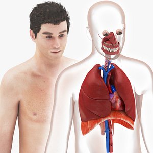 Respiratory system and Heart 3D model