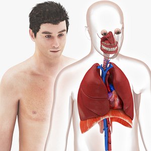 Respiratory System and Heart