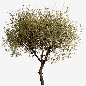 3D Set of Olive or Olea Europaea Trees- 2 Trees