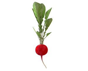 3D radish model