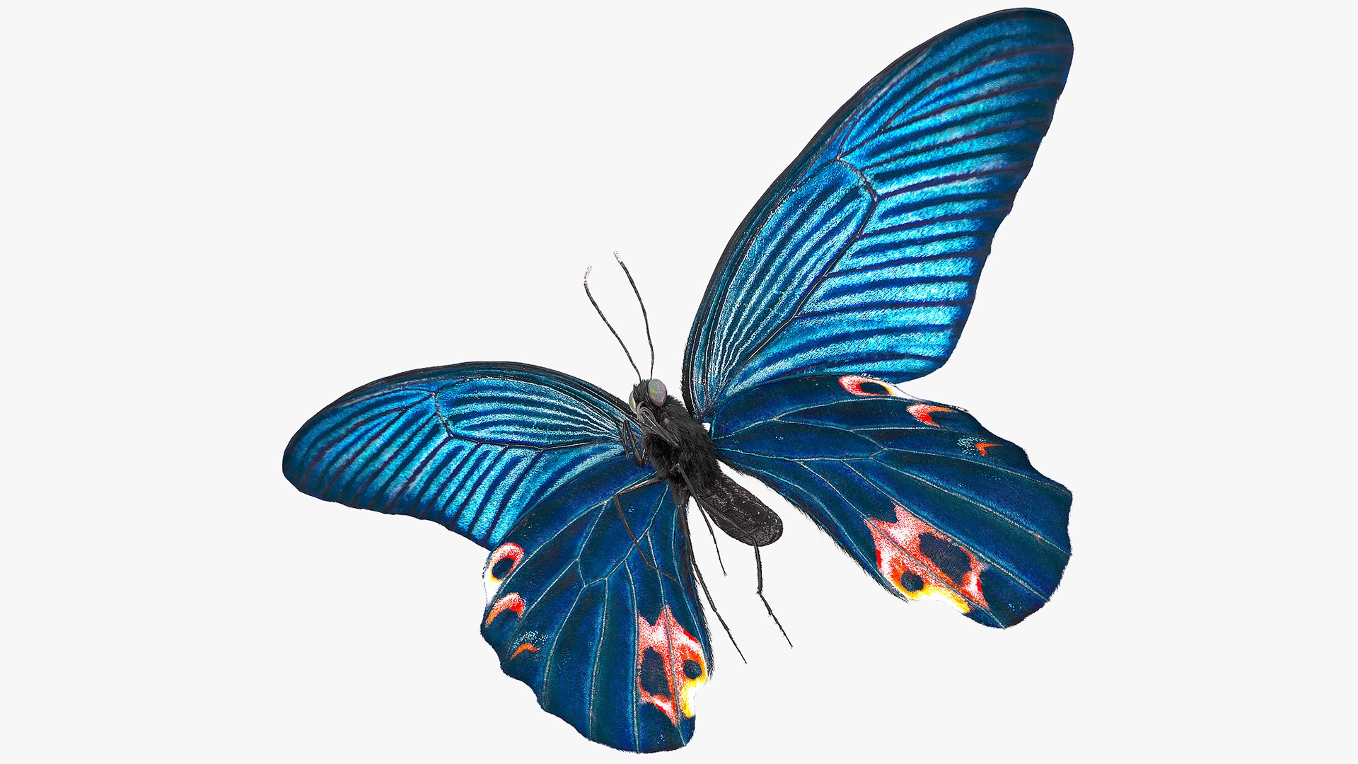 Animated Papilio Protenor Butterfly Male Flapping Wings Fur Rigged 3D model preview