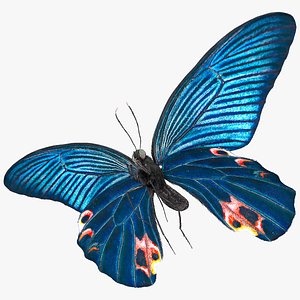 3D Animated Papilio Protenor Butterfly Male Flapping Wings Fur Rigged model