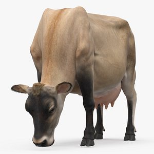 Jersey Heifer Eats Beige Fur