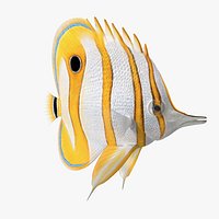 Copperband Butterflyfish Rigged for Maya