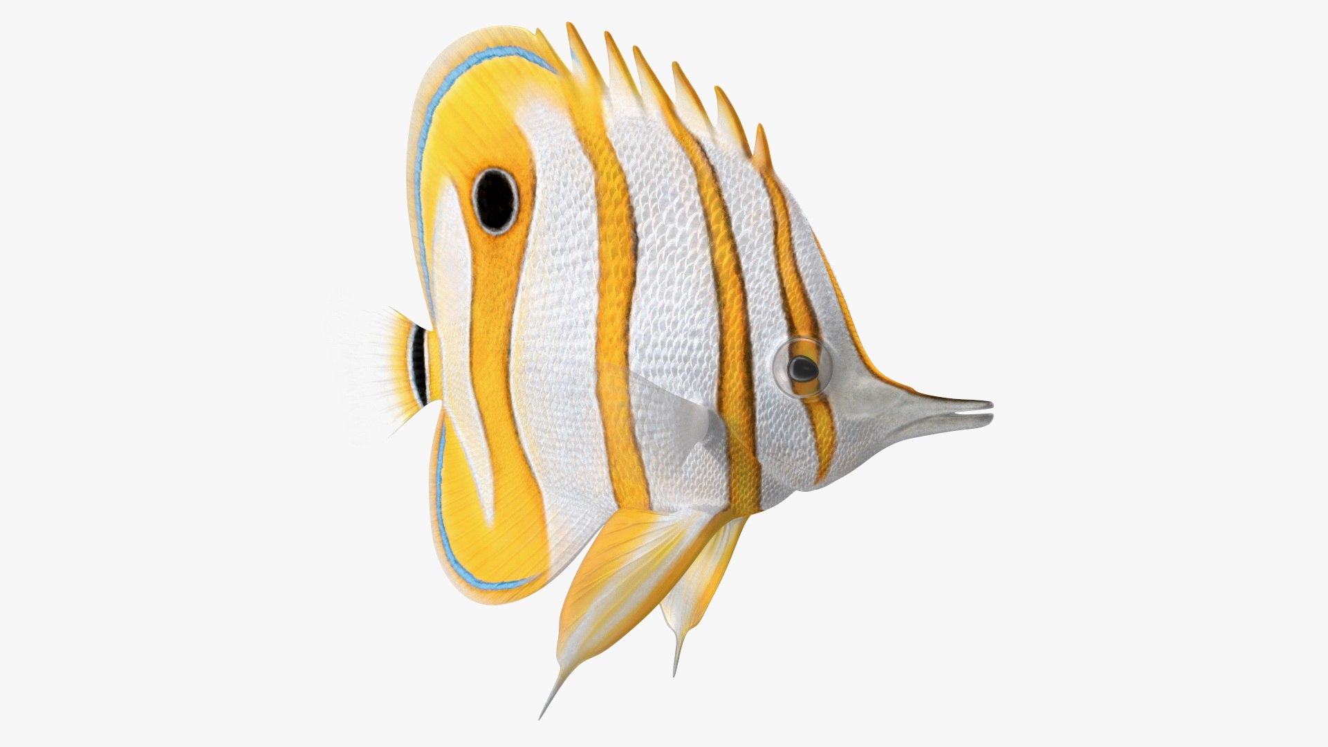 Copperband Butterflyfish Rigged for Maya 3D model preview