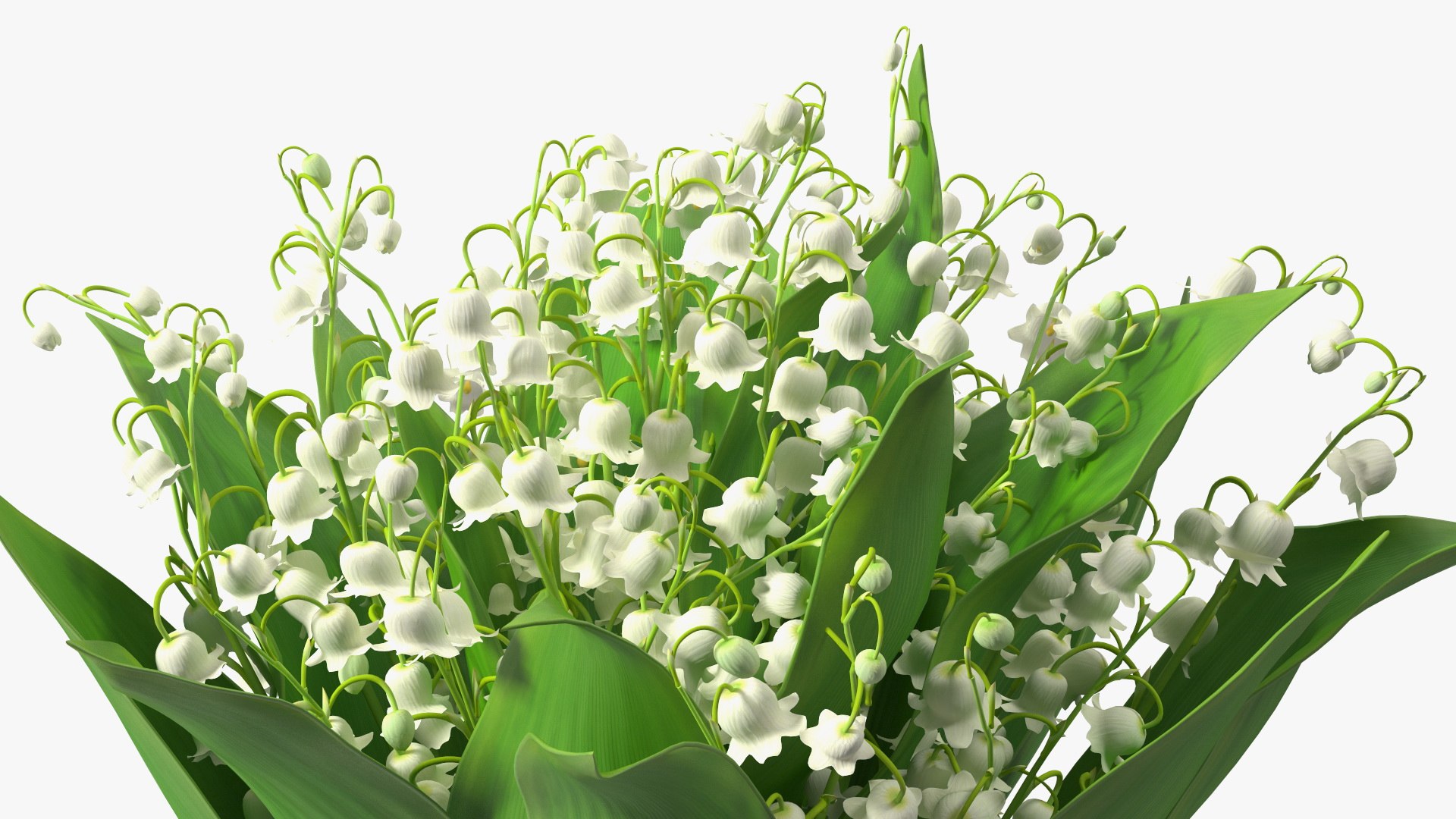Lily of the Valley Bouquet Big 3D model https://p.turbosquid.com/ts-thumb/8M/FXtaHl/5p/lilyofthevalleybouquetbigc4dmodel012/jpg/1654091088/1920x1080/fit_q87/adc2b62f31563e808f62fb0b9b41fbf0a4740639/lilyofthevalleybouquetbigc4dmodel012.jpg