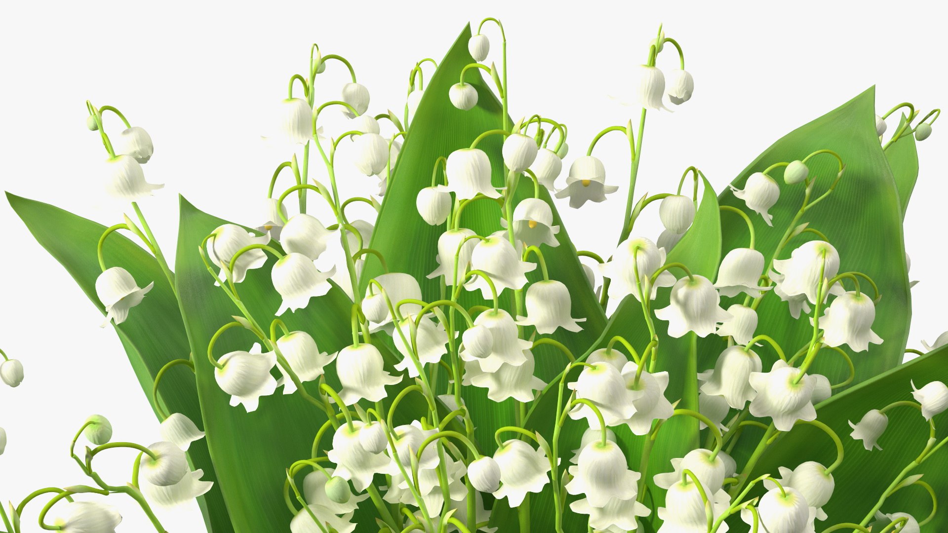Lily of the Valley Bouquet Big 3D model https://p.turbosquid.com/ts-thumb/8M/FXtaHl/C2/lilyofthevalleybouquetbigc4dmodel013/jpg/1654091092/1920x1080/fit_q87/678588a818bc7b689ef650e314652f28568bbc2f/lilyofthevalleybouquetbigc4dmodel013.jpg