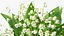 Lily of the Valley Bouquet Big