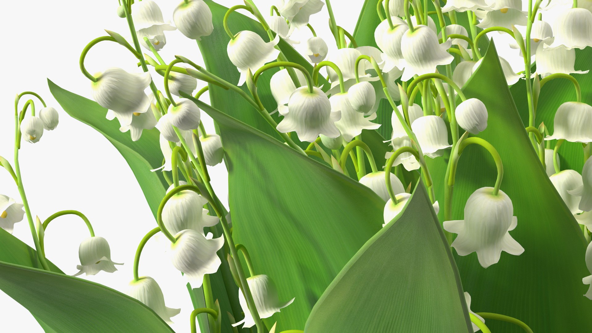 Lily of the Valley Bouquet Big 3D model https://p.turbosquid.com/ts-thumb/8M/FXtaHl/D6/lilyofthevalleybouquetbigc4dmodel014/jpg/1654091096/1920x1080/fit_q87/57040c10b8a3588efc64bcd85f03ece442a6c317/lilyofthevalleybouquetbigc4dmodel014.jpg