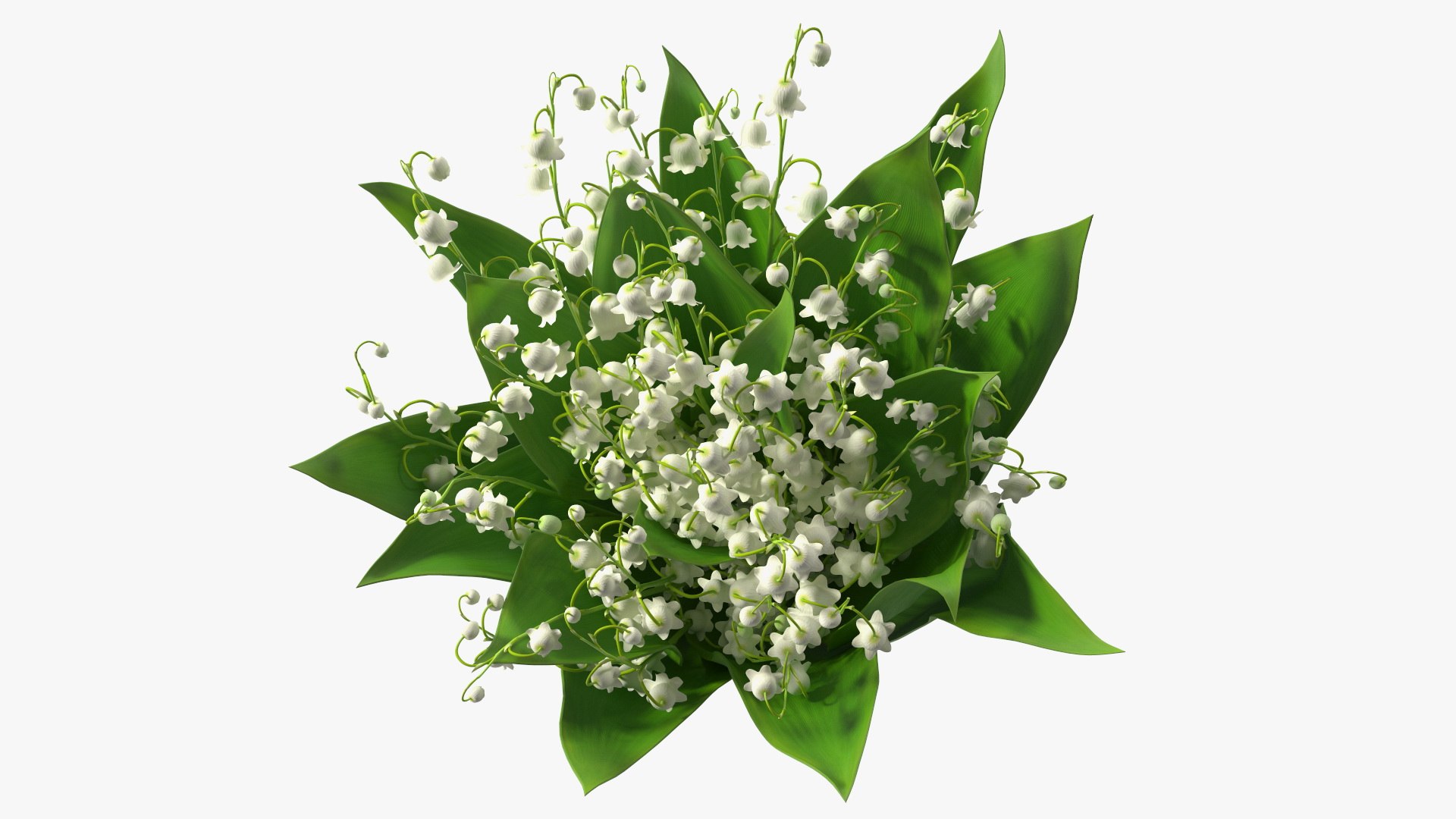 Lily of the Valley Bouquet Big 3D model https://p.turbosquid.com/ts-thumb/8M/FXtaHl/Dr/lilyofthevalleybouquetbigc4dmodel008/jpg/1654091074/1920x1080/fit_q87/ea5f6dd949da9f8c051c15419e4b80c63632ba57/lilyofthevalleybouquetbigc4dmodel008.jpg