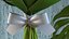 Lily of the Valley Bouquet Big