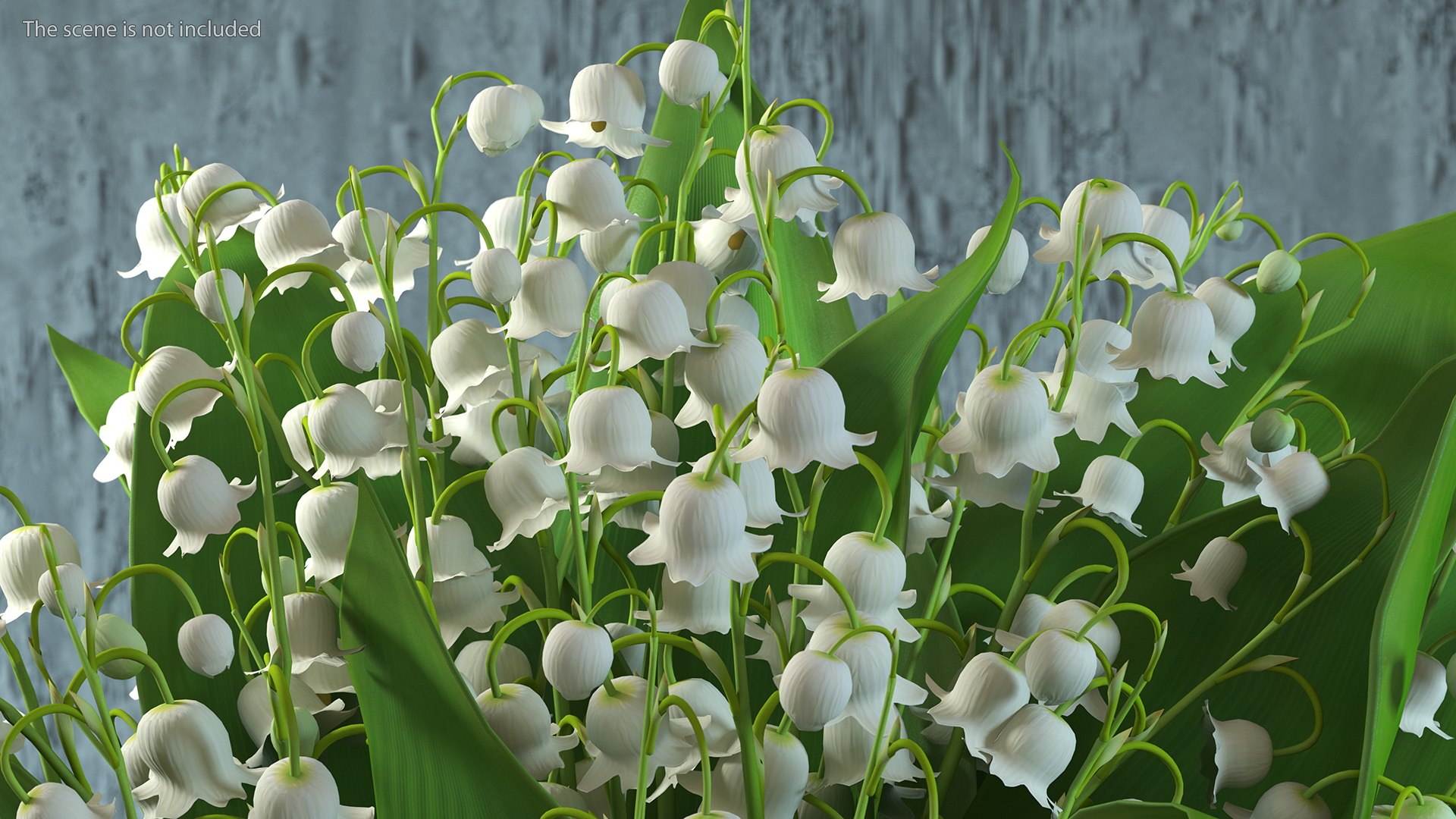 Lily of the Valley Bouquet Big 3D model https://p.turbosquid.com/ts-thumb/8M/FXtaHl/tc/lilyofthevalleybouquetbigc4dmodel004/jpg/1654091061/1920x1080/fit_q87/5e5b4e50f924e49bff8a47fba54e980442ffd7fb/lilyofthevalleybouquetbigc4dmodel004.jpg