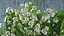 Lily of the Valley Bouquet Big