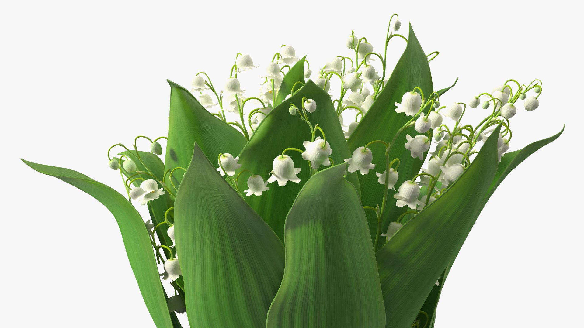 Lily of the Valley Bouquet Big 3D model https://p.turbosquid.com/ts-thumb/8M/FXtaHl/wl/lilyofthevalleybouquetbigc4dmodel011/jpg/1654091084/1920x1080/fit_q87/af8fe4fa58a10262aee20dfc6e812f31853ecc14/lilyofthevalleybouquetbigc4dmodel011.jpg