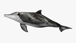 Rough Toothed Dolphin 3D model
