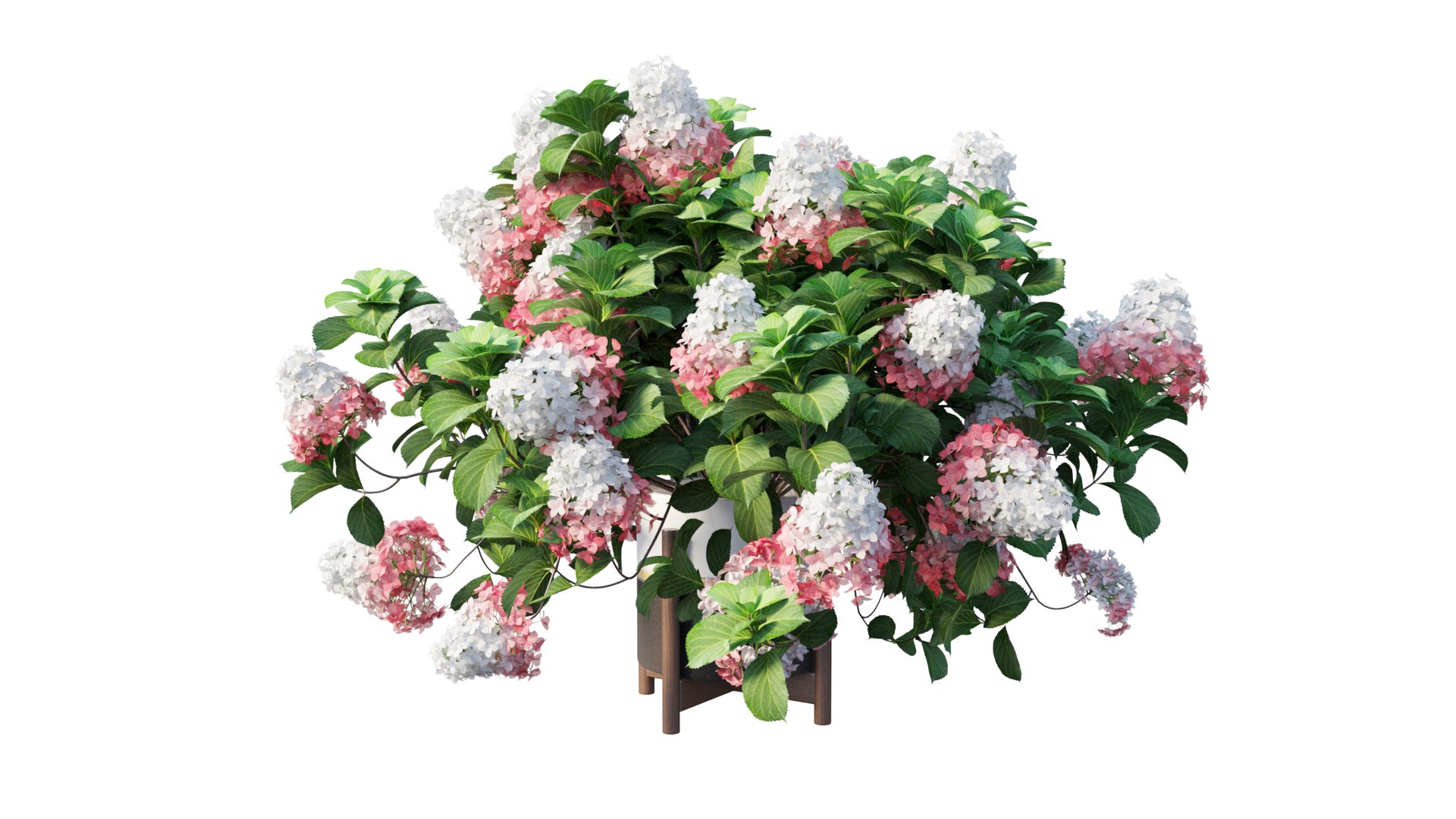 3D model plants hydrangea set 12 https://p.turbosquid.com/ts-thumb/8M/NKw4n0/18t1joea/view_8/jpg/1579067283/1920x1080/fit_q87/5fa13ac8e50dcb1b00e8a71c4d1b16b18c6d53f7/view_8.jpg