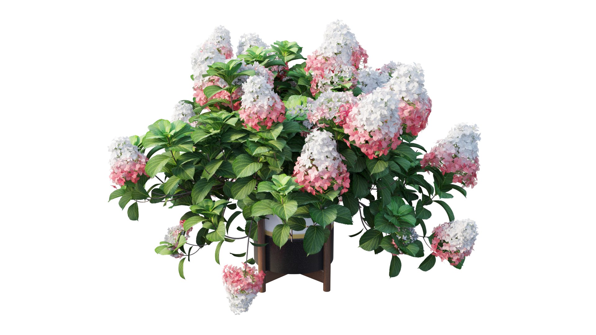 3D model plants hydrangea set 12 https://p.turbosquid.com/ts-thumb/8M/NKw4n0/2YB3pFmN/view_3/jpg/1579067283/1920x1080/fit_q87/8206e09f12b7d0dd742ae4ef07383c05df8169f5/view_3.jpg