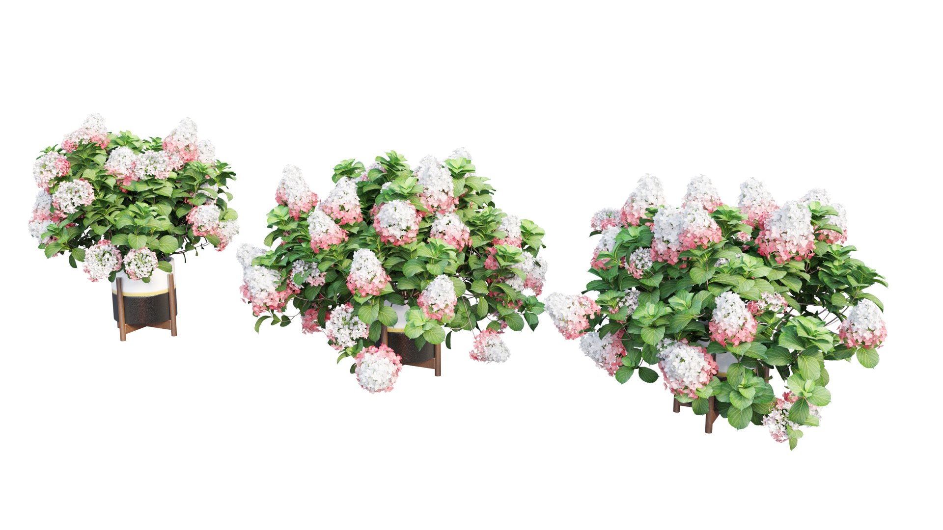 3D model plants hydrangea set 12 https://p.turbosquid.com/ts-thumb/8M/NKw4n0/3EwUFlD9/view_22/jpg/1579067283/1920x1080/fit_q87/eac637d60d8f07edcc44350d54c6c9e8cc003f52/view_22.jpg