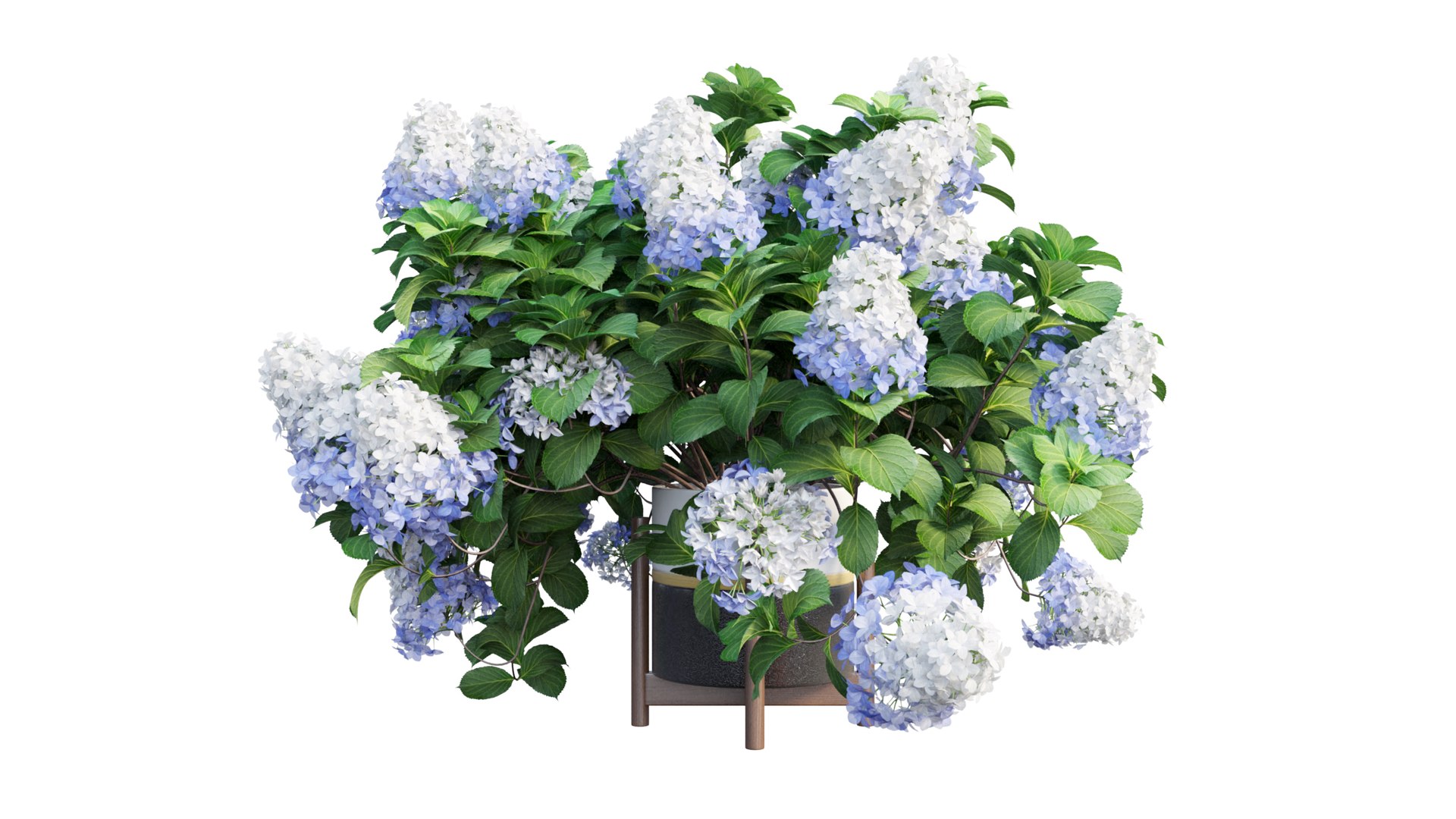 3D model plants hydrangea set 12 https://p.turbosquid.com/ts-thumb/8M/NKw4n0/4oAyOr4P/view_18/jpg/1579067283/1920x1080/fit_q87/7cb3fe5a7b2bd311de8895ec8fb43bdc61732de5/view_18.jpg